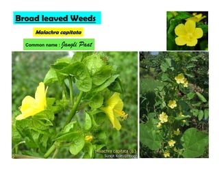 Malachra capitata
Broad leaved Weeds
Common name : Jangli Paat
 