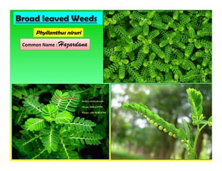 Phyllanthus niruri
Broad leaved Weeds
Common Name : Hazardana
 
