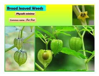 Physalis minima
Broad leaved Weeds
Common name : Pot Poti
 