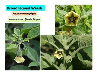 Physalis heterophylla
Broad leaved Weeds
Common Name : Fuska Begun
 