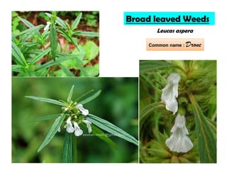 Leucas aspera
Broad leaved Weeds
Common name : Drone
 