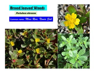 Portulaca oleracea
Broad leaved Weeds
Common name : Moss Rose, Nunia Sak
 