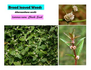 Alternanthera sessilis
Broad leaved Weeds
Common name : Chachi Saak
 