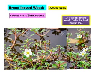 Jussiaea repensBroad leaved Weeds
Common name : Water primrose
It is a semi aquatic
weed, find in low land
marshy area
 