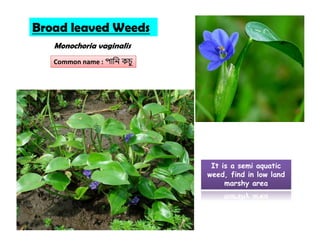 Broad leaved Weeds
Monochoria vaginalis
Common name : পািন কচ
It is a semi aquatic
weed, find in low land
marshy area
 
