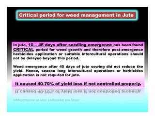 In jute, 10 – 45 days after seedling emergence has been found
CRITICAL period for weed growth and therefore post-emergence
herbicides application or suitable intercultural operations should
not be delayed beyond this period.
Weed emergence after 45 days of jute sowing did not reduce the
yield. Hence, season long intercultural operations or herbicides
application is not required for jute.
It caused 40-70% of yield loss if not controlled properly.
Critical period for weed management in Jute
 