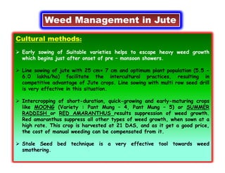 Weed Management in Jute
Cultural methods:
 Early sowing of Suitable varieties helps to escape heavy weed growth
which begins just after onset of pre – monsoon showers.
 Line sowing of jute with 25 cm× 7 cm and optimum plant population (5.5 -
6.0 lakhs/ha) facilitate the intercultural practices, resulting in
competitive advantage of Jute crops. Line sowing with multi row seed drill
is very effective in this situation.
 Intercropping of short-duration, quick-growing and early-maturing crops
like MOONG (Variety : Pant Mung – 4, Pant Mung – 5) or SUMMER
RADDISH or RED AMARANTHUS results suppression of weed growth.
Red amaranthus suppress all other types of weed growth, when sown at a
high rate. This crop is harvested at 21 DAS, and as it get a good price,
the cost of manual weeding can be compensated from it.
 Stale Seed bed technique is a very effective tool towards weed
smothering.
 