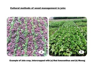 Example of Jute crop, intercropped with (a) Red Amaranthus and (b) Moong
Cultural methods of weed management in jute:
 