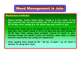 Weed Management in Jute
Mechanical methods:
 Manual weeding, involves human labour, though it is very costly. It has
been observed that two hand weeding (one at 20-25 days and second at
35-40 days after sowing) give the season long weed control in jute.
 Weeding with wheel hoe or nail weeder is very effective, especially in line
sown jute crop. Wheel hoeing at 20 to 25 days and one hand weeding at
35-40 days after sowing gives excellent control of weeds in jute.
Weeding through nail weeder results soil mulching, which helps to reduce
moisture conservation and raising soil temperature.
 After weeding there should be 50 – 60 nos. of plant / sq. M. which is
optimum for giving best result.
 
