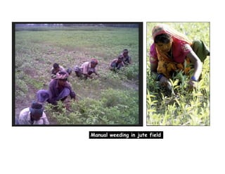 Manual weeding in jute field
 