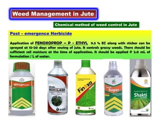 Post – emergence Herbicide
Application of FENOXOPROP – P - ETHYL 9.3 % EC along with sticker can be
sprayed at 15-20 days after sowing of jute. It controls grassy weeds. There should be
sufficient soil moisture at the time of application. It should be applied @ 2.0 mL of
formulation / L of water.
Weed Management in Jute
Chemical method of weed control in Jute
 