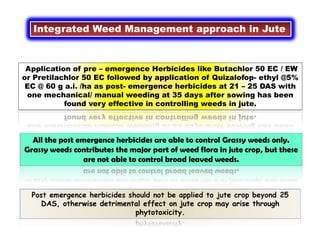 Integrated Weed Management approach in Jute
Application of pre – emergence Herbicides like Butachlor 50 EC / EW
or Pretilachlor 50 EC followed by application of Quizalofop- ethyl @5%
EC @ 60 g a.i. /ha as post- emergence herbicides at 21 – 25 DAS with
one mechanical/ manual weeding at 35 days after sowing has been
found very effective in controlling weeds in jute.
Post emergence herbicides should not be applied to jute crop beyond 25
DAS, otherwise detrimental effect on jute crop may arise through
phytotoxicity.
All the post emergence herbicides are able to control Grassy weeds only.
Grassy weeds contributes the major part of weed flora in jute crop, but these
are not able to control broad leaved weeds.
 