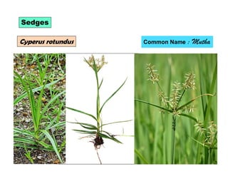 Sedges
Cyperus rotundus Common Name : Mutha
 