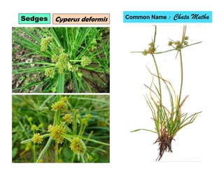Sedges Cyperus deformis Common Name : Chata Mutha
 