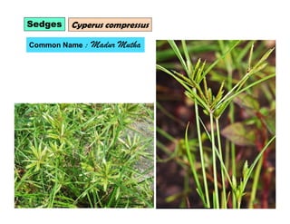 Sedges Cyperus compressus
Common Name : Madur Mutha
 