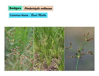 Sedges Fimbristylis miliacea
Common Name : Bindi Mutha
 