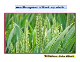 Weed Management in Wheat crop in India.
Dr. Subhomay Sinha, W.B.A.S.
 