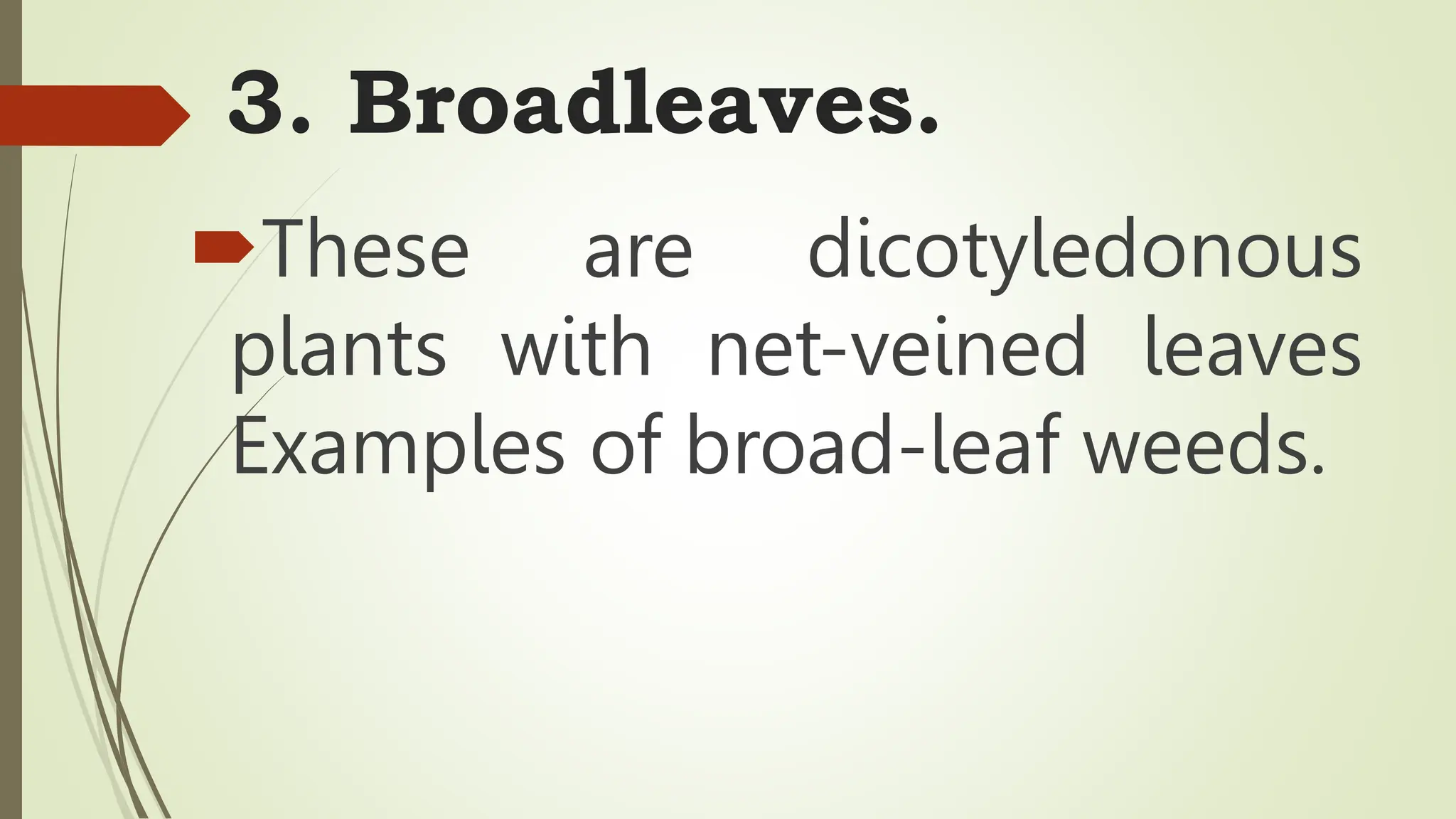 3. Broadleaves.
These are dicotyledonous
plants with net-veined leaves
Examples of broad-leaf weeds.
 