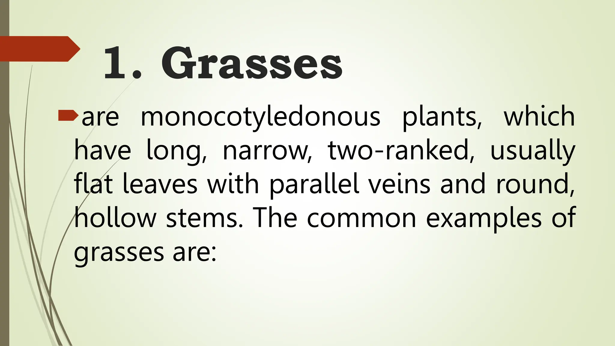 1. Grasses
are monocotyledonous plants, which
have long, narrow, two-ranked, usually
flat leaves with parallel veins and round,
hollow stems. The common examples of
grasses are:
 