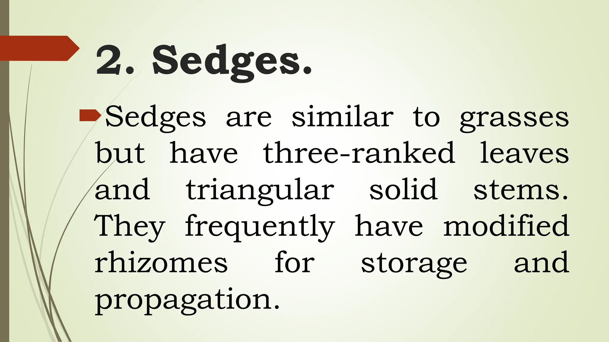 2. Sedges.
Sedges are similar to grasses
but have three-ranked leaves
and triangular solid stems.
They frequently have modified
rhizomes for storage and
propagation.
 