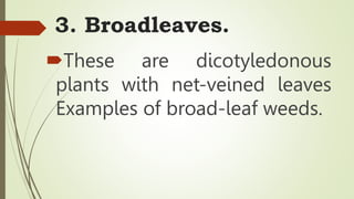3. Broadleaves.
These are dicotyledonous
plants with net-veined leaves
Examples of broad-leaf weeds.
 