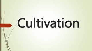 Cultivation
 