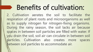 Benefits of cultivation:
2. Cultivation aerates the soil to facilitate the
respiration of plant roots and microorganisms as well
as to supply nitrogen for nitrogen-fixing organisms.
During the rainy season, the soil lacks air because
spaces in between soil particles are filled with water. If
you drain the soil, soil air can circulate in between soil
particles. Cultivation also creates more spaces
between soil particles to accommodate air.
 
