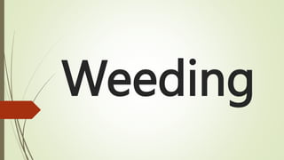 Weeding
 