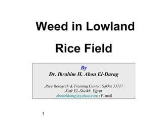 1
Weed in Lowland
Rice Field
By
Dr. Ibrahim H. Abou El-Darag
Rice Research & Training Center, Sakha 33717,
Kafr EL-Sheikh, Egypt.
E-mail:aboueldarag@yahoo.com
 