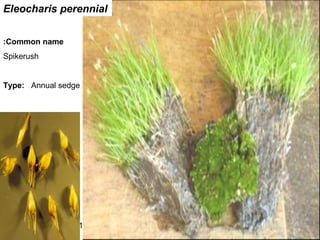 11
Eleocharis perennial
Common name:
Spikerush
Type: Annual sedge
 