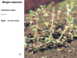 12
Bergia capensis
Common name:
_____
Type: Annual sedge
 