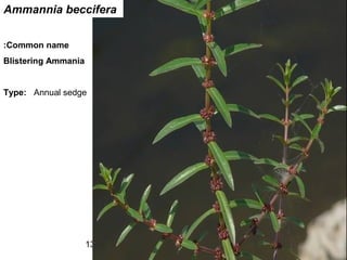 13
Ammannia beccifera
Common name:
Blistering Ammania
Type: Annual sedge
 