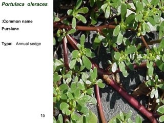 15
Portulaca oleraces
Common name:
Purslane
Type: Annual sedge
 