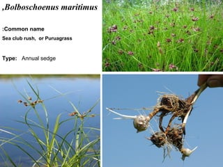 18
Bolboschoenus maritimus,
Common name:
Sea club rush, or Puruagrass
Type: Annual sedge
 