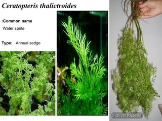 19
Ceratopteris thalictroides
Common name:
Water sprite
Type: Annual sedge
 