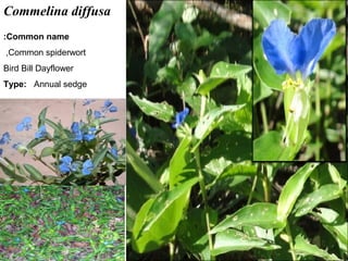 21
Commelina diffusa
Common name:
Common spiderwort,
Bird Bill Dayflower
Type: Annual sedge
 