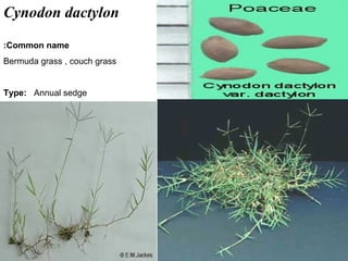 22
Cynodon dactylon
Common name:
Bermuda grass , couch grass
Type: Annual sedge
 