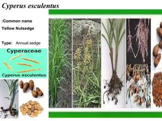 23
Cyperus esculentus
Common name:
Yellow Nutsedge
Type: Annual sedge
 