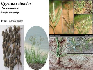 24
Cyperus rotundus
Common name:
Purple Nutsedge
Type: Annual sedge
 