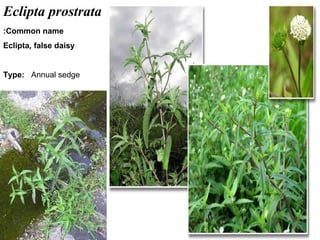 25
Eclipta prostrata
Common name:
Eclipta, false daisy
Type: Annual sedge
 