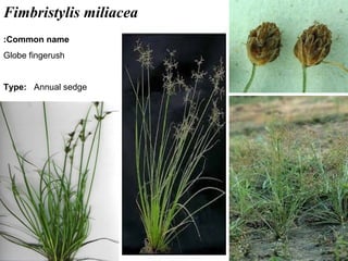 27
Fimbristylis miliacea
Common name:
Globe fingerush
Type: Annual sedge
 