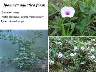 28
Ipomoea aquatica forsk
Common name:
Water convoulus, swamp morning glory
Type: Annual sedge
 