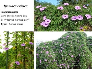 29
Ipomoea cairica
Common name:
Cairo- or coast morning glory
Or ivy-leaved morning glory
Type: Annual sedge
 