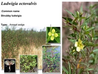 31
Ludwigia octovalvis
Common name:
Shrubby ludwigia
Type: Annual sedge
 