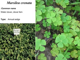 32
Marsilea crenata
Common name:
Water clover, clover fern
Type: Annual sedge
 