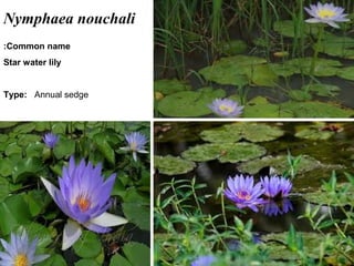 33
Nymphaea nouchali
Common name:
Star water lily
Type: Annual sedge
 