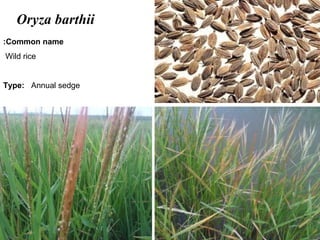 34
Oryza barthii
Common name:
Wild rice
Type: Annual sedge
 
