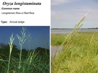35
Oryza longistaminata
Common name:
Longstamen Rice or Red Rice
Type: Annual sedge
 