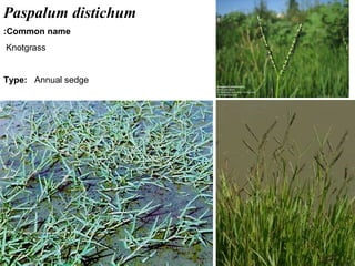 36
Paspalum distichum
Common name:
Knotgrass
Type: Annual sedge
 