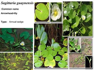 38
Sagittaria guaynensis
Common name:
Arrowhead-lily
Type: Annual sedge
 